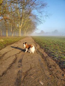 Dog Walkers London - We walk Monday to Fridays.